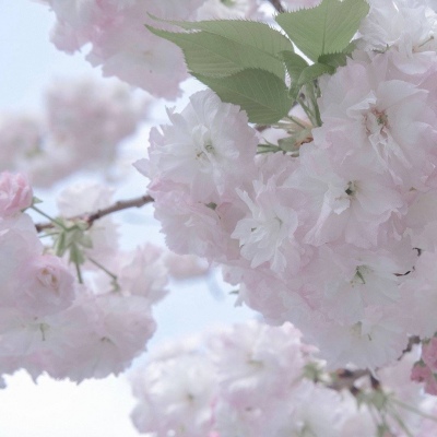 忠县福瑞交流群